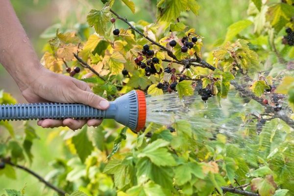 Spinnmilbe an Johannisbeeren: Wie man vor der Blüte des Busches damit umgeht