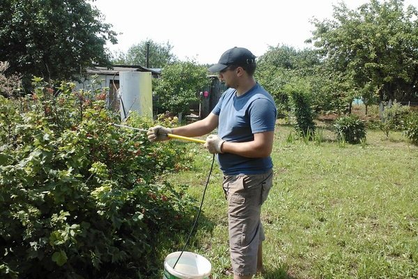 Spider mite on currants: photo, fight with biological agents