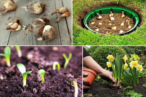 transplanting daffodils after flowering