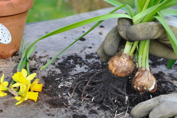 Daffodil transplant