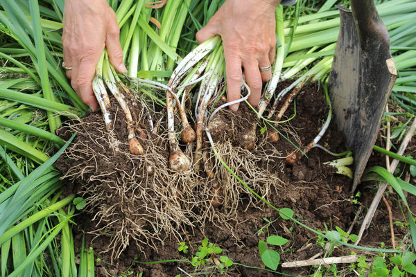 daffodil transplant