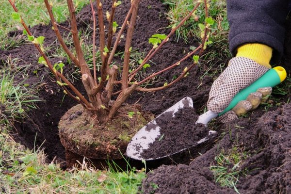 transplanting currants to a new place