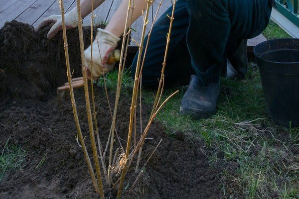 transplanting adult currants