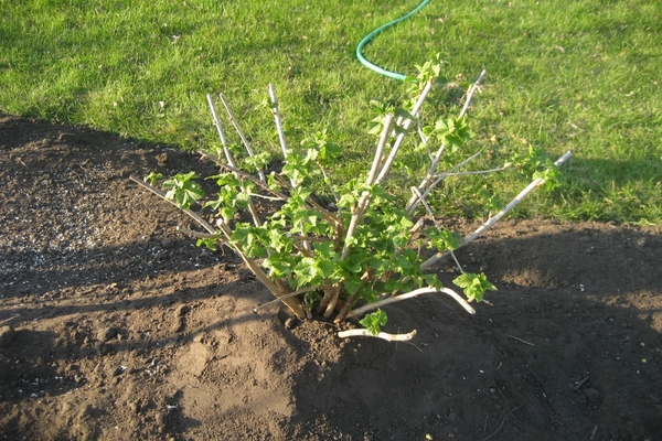 transplanting currant bushes in autumn