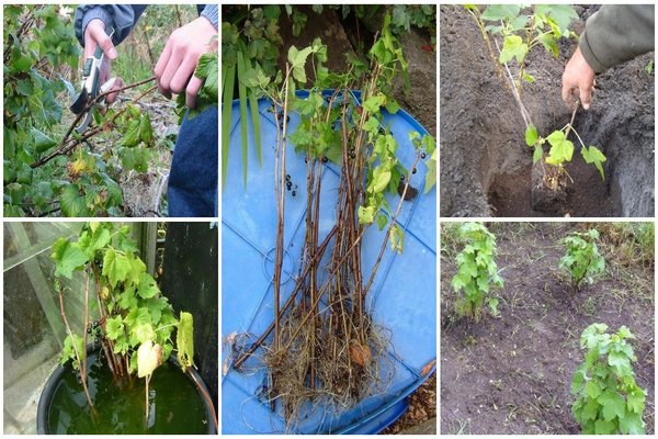 Currant transplant