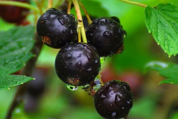 black currant varieties description