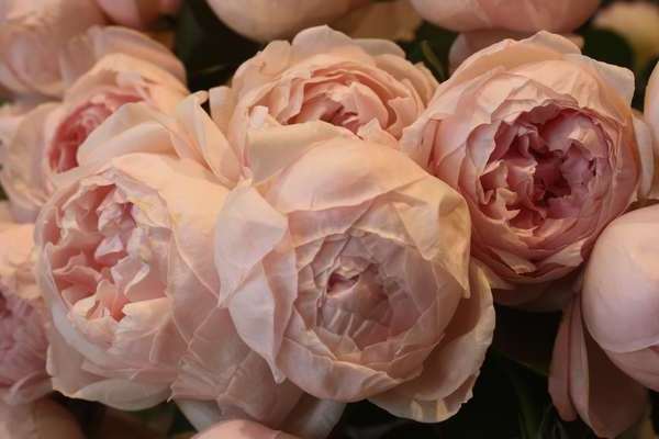 Peony roses larawan, pangunahing impormasyon tungkol sa halaman