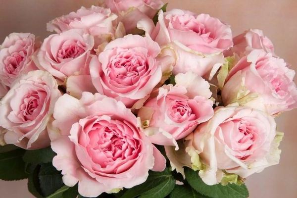 Peony roses photo, list of varieties