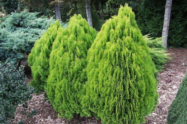 thuja eastern aurea