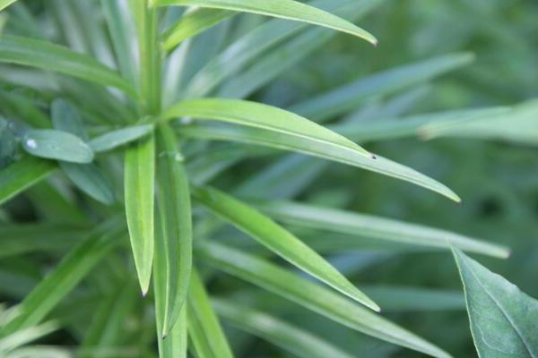 Warum Lilien nicht blühten: ungeeigneter Boden