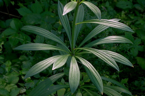 Why lilies do not bloom: the influence of the landing site and neighbors