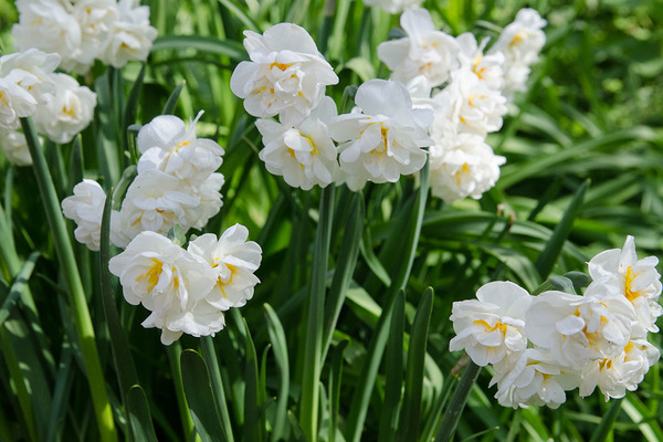 narcis ne cvate što učiniti