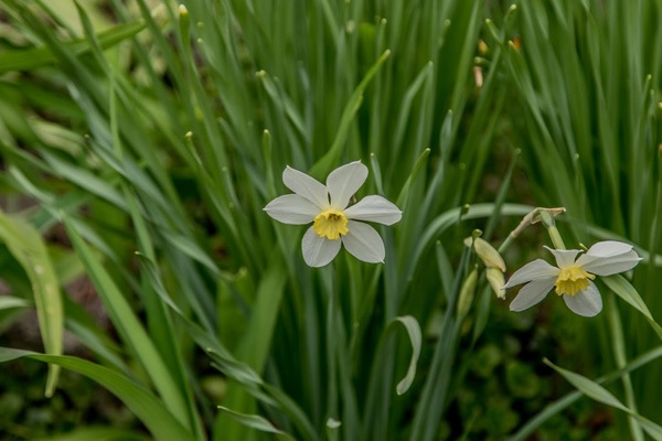 daffodils do not bloom what is the reason