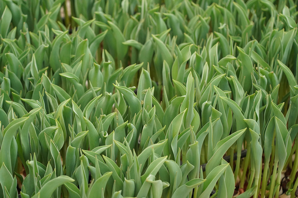 Warum Tulpen nicht blühten: falsche Pflanztermine