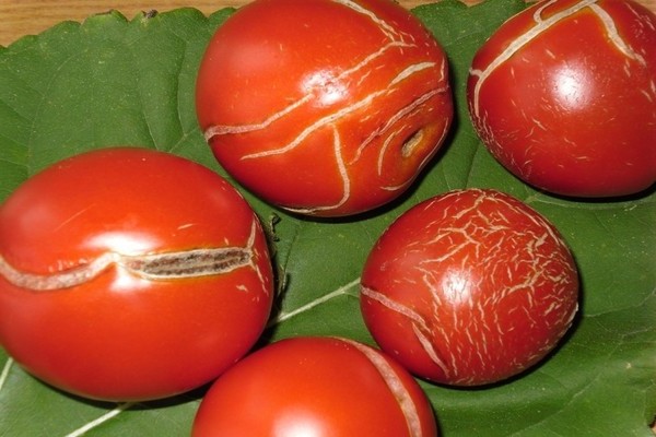 Why do tomatoes crack in a greenhouse