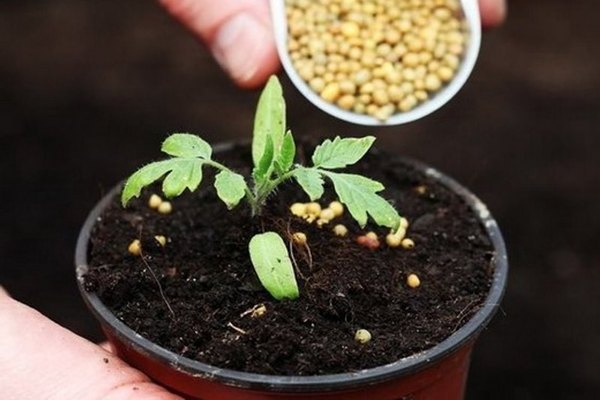 Wie man Tomatensetzlinge nach dem Pflücken mit Dünger Krepysh . füttert