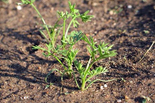 ammoniac pour carottes