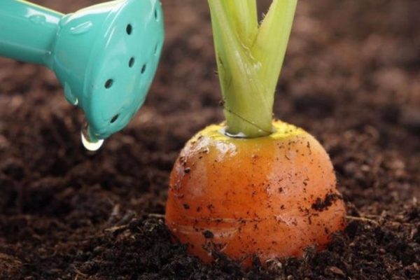 est-il possible d'arroser les carottes avec de l'ammoniaque