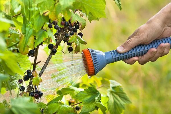 Watering currants