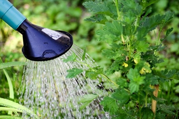 how to water currants