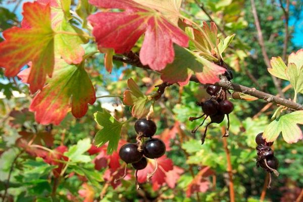 wie oft Johannisbeeren im Sommer gießen