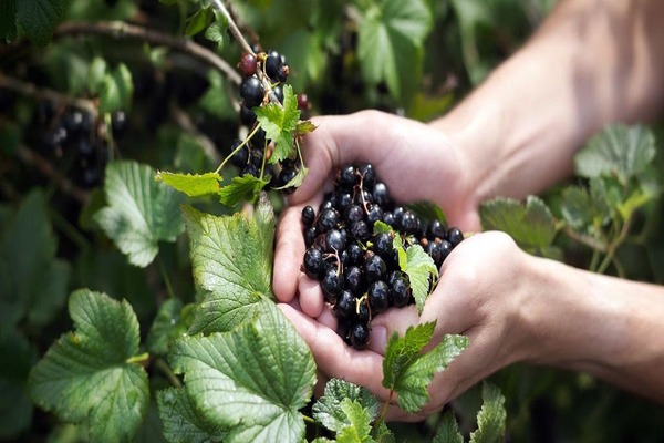 how to properly water currants