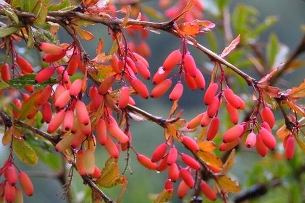 karaniwang barberry