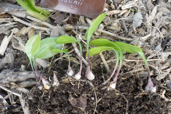 reproduction of lilies by scales