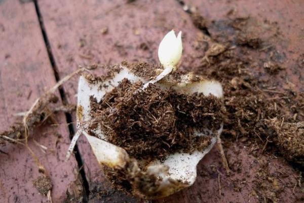 Lilienpflege und Vermehrung