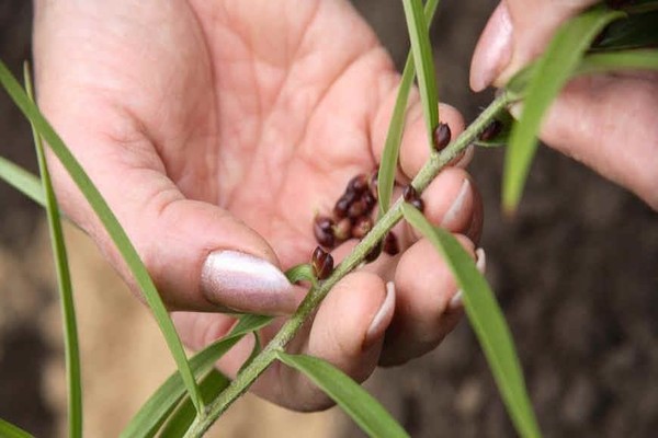 propagation of lilies by cuttings