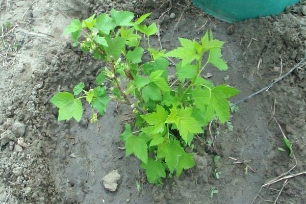 propagation des groseilles par bouturage