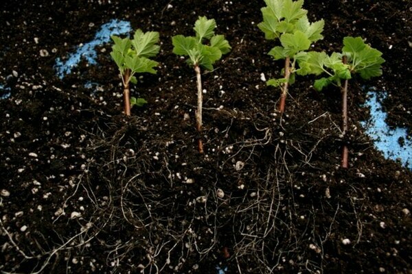 Vermehrung von Johannisbeeren durch Schichtung