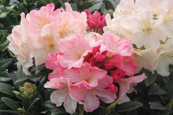 rhododendron adams