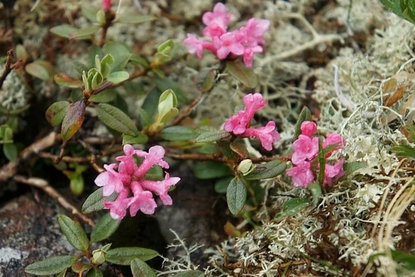 rododendron