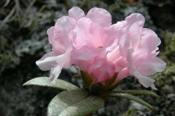 rododendron