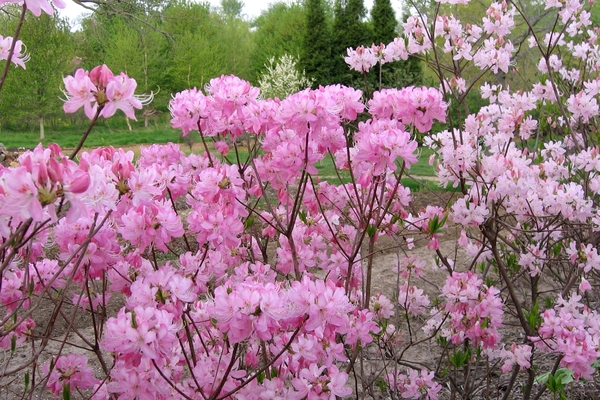 rhododendron flowering