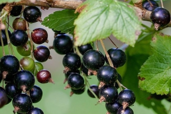 black currant 2