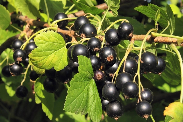 black currant leaves