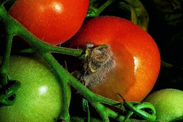 Graufäule an Tomaten: kurz zu Tomaten