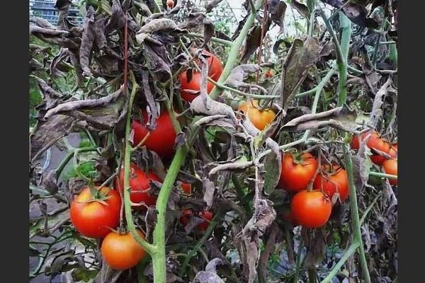 Graufäule an Tomaten: kurz über Graufäule (kagatny)