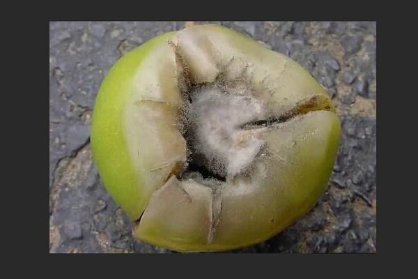 Gray na nabubulok sa mga kamatis: larawan, paglalarawan mula sa isang biological point of view