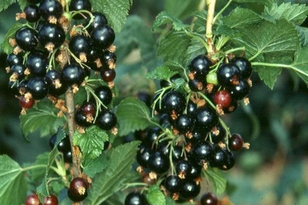 black currant pests