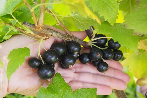 Currant Black Pearl