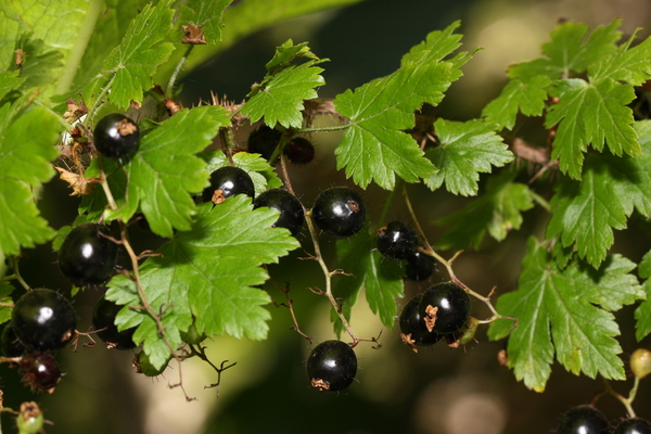 schwarze Johannisbeere schwarze Perle Bewertungen