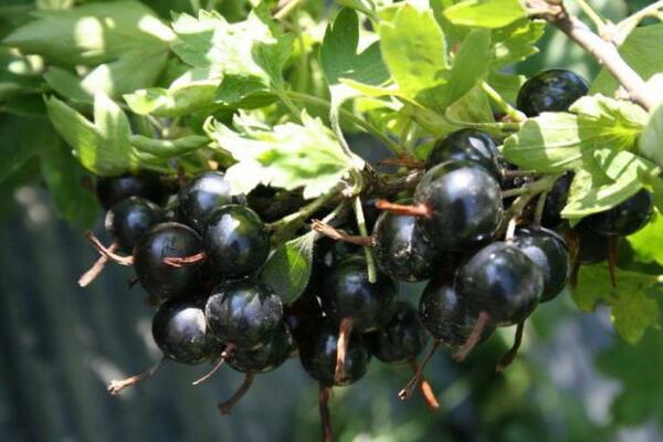 Johannisbeere schwarze Perle Beschreibung