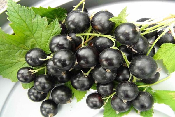 black currant black pearl reviews