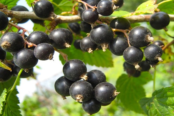 Johannisbeere schwarze Perle Foto