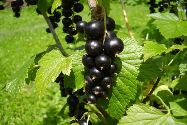 currant black pearl