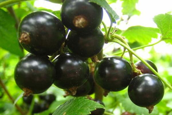 currant variety gulliver