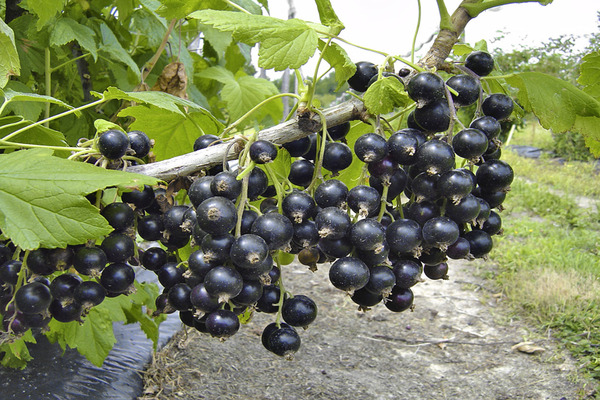 currant gulliver photo